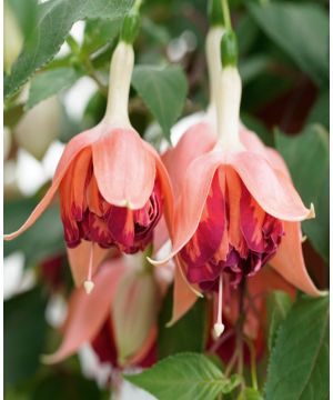 Fuchsia Marbeller Double Salmon Orange