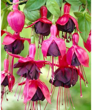 Fuchsia Millenium
