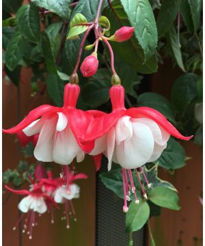 Fuchsia Sir Matt Busby