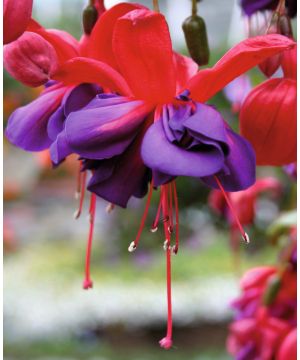 Fuchsia Voodoo