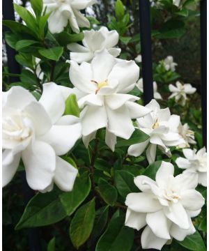 Gardenia Celestial Star