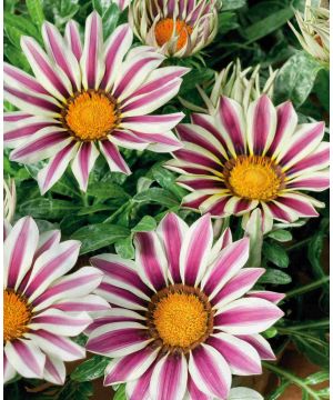 Gazania rigens Big Kiss 'White Flame'