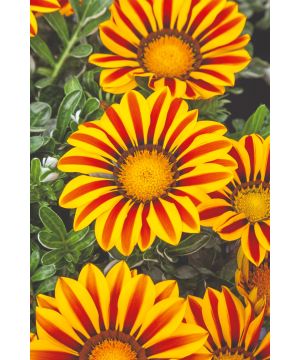 Gazania rigens Big Kiss 'Yellow Flame'