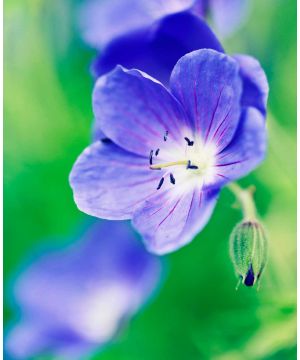 Geranium Brookside 