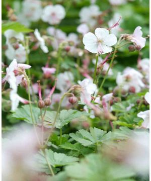 Geranium Biokovo