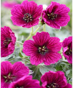 Geranium cinereum Jolly Jewel 'Purple'