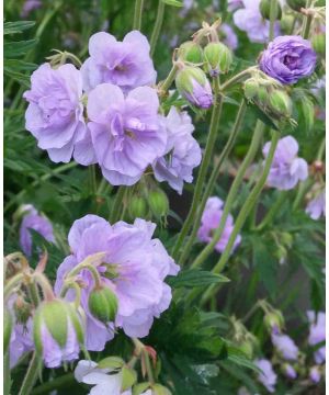 Geranium pratense Cloud Nine