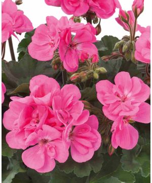 Geranium Dolce Vita Anne