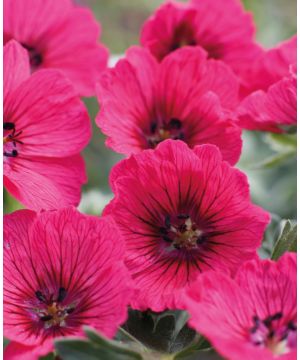 Geranium cinereum Jolly Jewel Raspberry