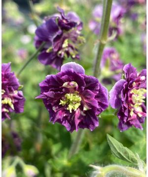 Geranium phaeum Joseph Green