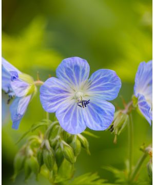 Geranium pratense Mrs Kendall Clark