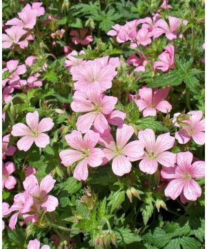 Geranium Mavis Simpson