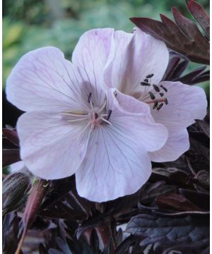 Geranium Midnight Ghost