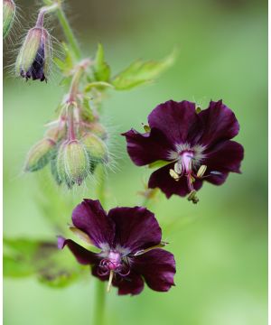 Geranium phaeum