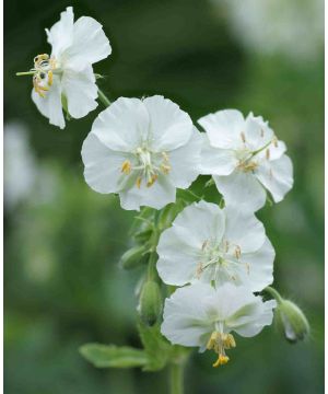 Geranium phaeum album