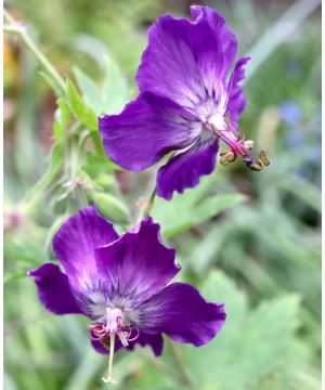 Geranium phaeum Lily Lovell