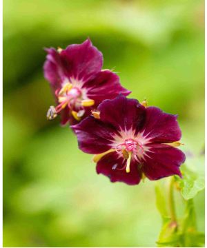 Geranium phaeum Samobor