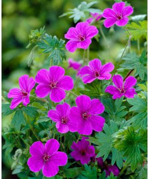 Geranium Dilys