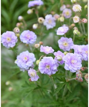 Geranium pratense Summer Skies
