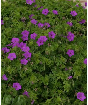Geranium sanguineum Tiny Monster