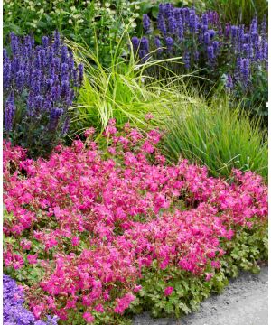 Geranium x cantabrigiense Intense