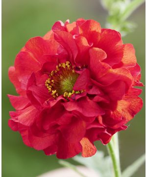Geum Firestarter 