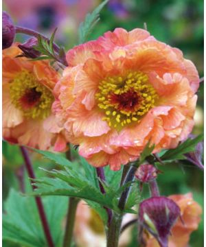 Geum Mai Tai