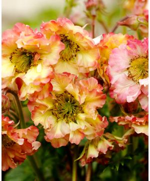 Geum Pretticoats Peach