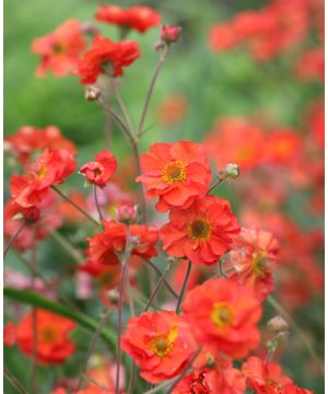 Geum Scarlet Tempest