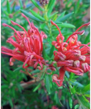 Grevillea juniperina New Blood