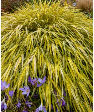 Hakonechloa Macra Aureola