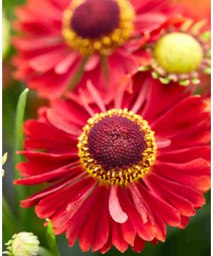 Helenium autumnale ‘Ranchera’ 