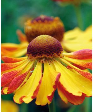 Helenium autumnale 'Can Can'