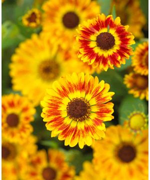 Helenium Fuego