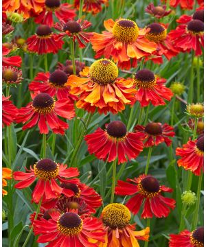 Helenium autumnale 'Moerheim Beauty'