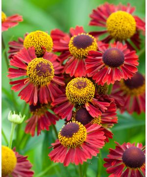 Helenium autumnale 'Ruby Tuesday'
