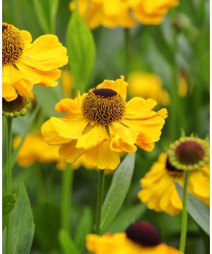 Helenium hybride 'Wesergold'