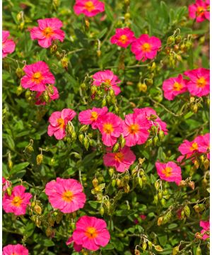 Helianthemum Ben Hope