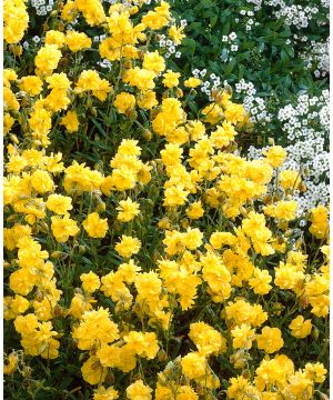 Helianthemum Sulphur Plenum