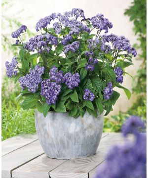 Heliotropium arborescens Nautilus Power Blue