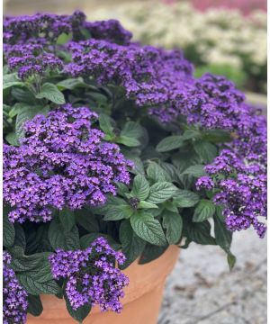 Heliotrope arborescens 'Honey Blue'