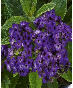 Heliotropium arborescens Nautilus Blue