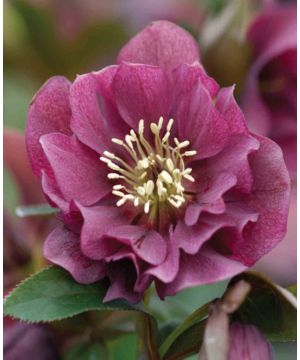 Helleborus x hybridus ‘Double Ellen Red’ 