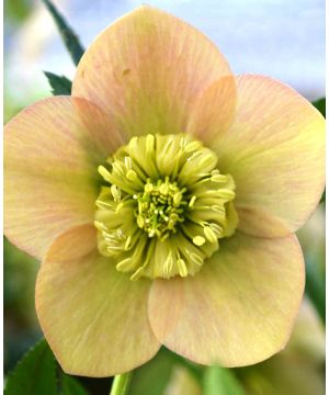Helleborus orientalis 'Apricot'
