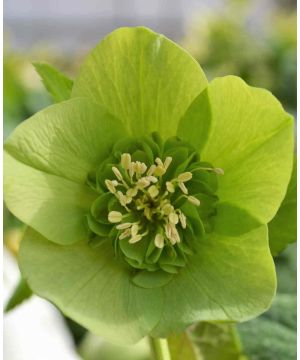 Helleborus orientalis 'Anemone Green'