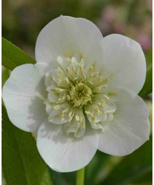 Helleborus orientalis 'Anemone White' 