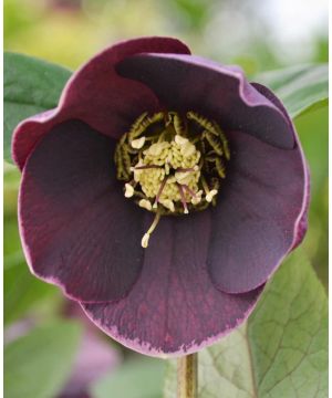 Helleborus Single 'Aubergine White Edge' 