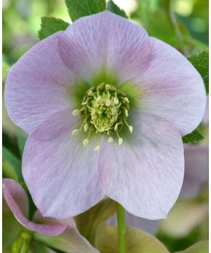 Helleborus orientalis 'Single Pink' 