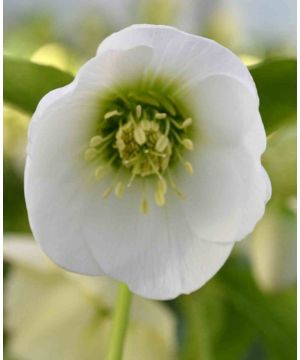 Helleborus orientalis 'Single White' 