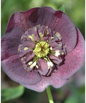 Helleborus orientalis 'Anemone Purple Violet' 